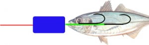 How To Tie Bait For Bluefish Or Bluefish