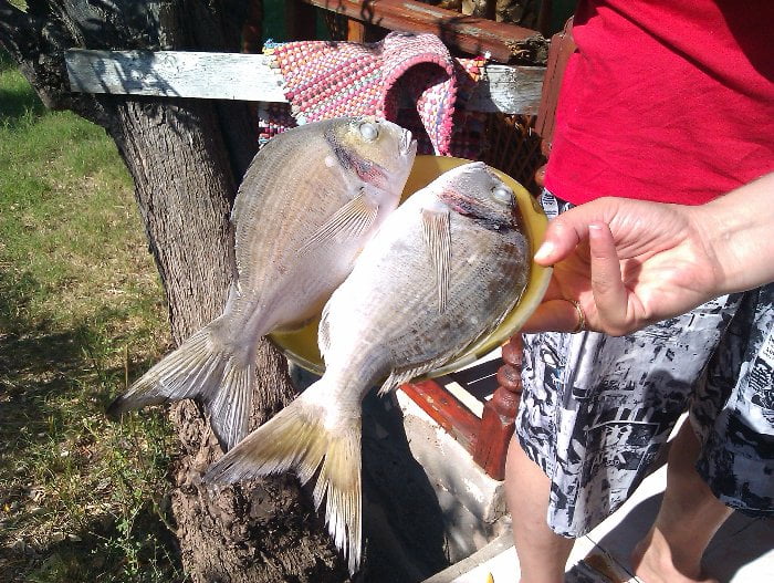 How to Catch Sea Bream How to Catch Sea Bream