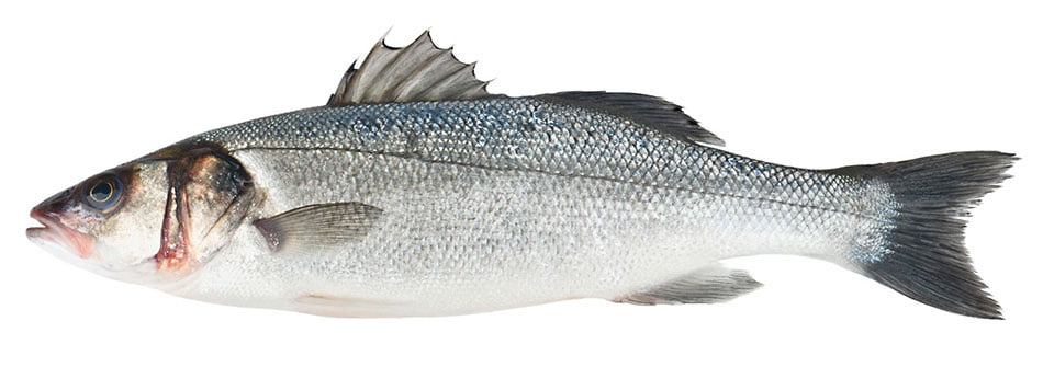 UK Sea Bass Fishing Guide UK Sea Bass Fishing Guide