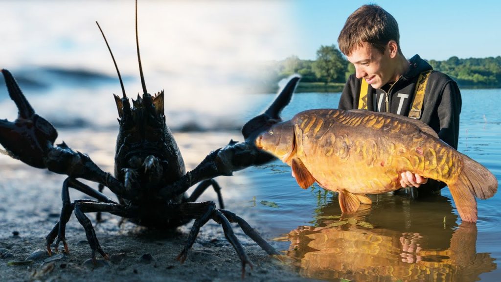 How To Avoid Crayfish When Carp Fishing How To Avoid Crayfish When Carp Fishing