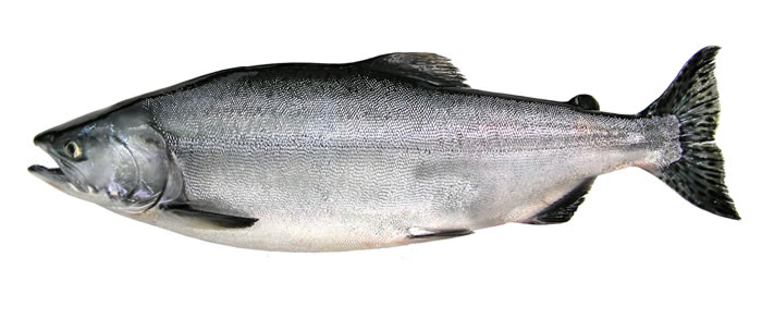 Kenai River Fish Counts