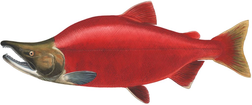 Kenai River Fish Counts