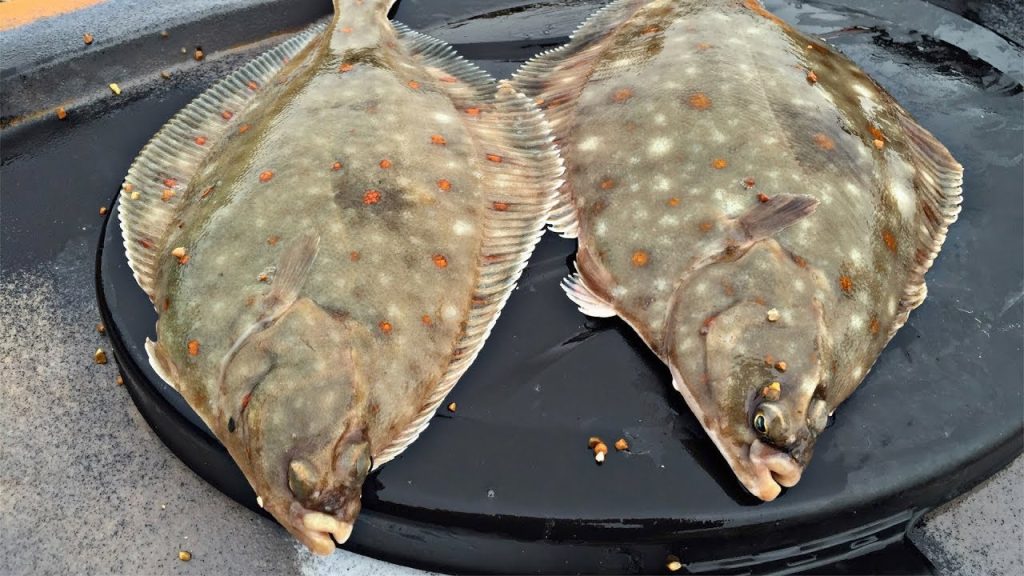 How To Catch Plaice From The Shore (UK Guide) How To Catch Plaice From The Shore (UK Guide)