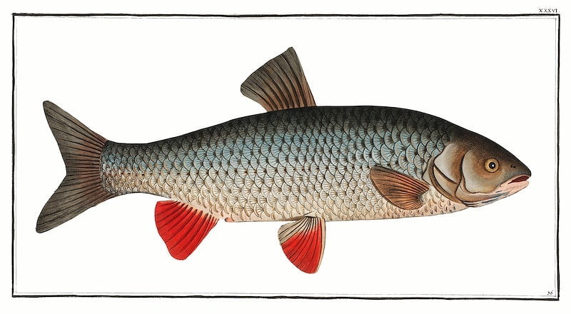 How To Avoid Crayfish When Carp Fishing How To Avoid Crayfish When Carp Fishing