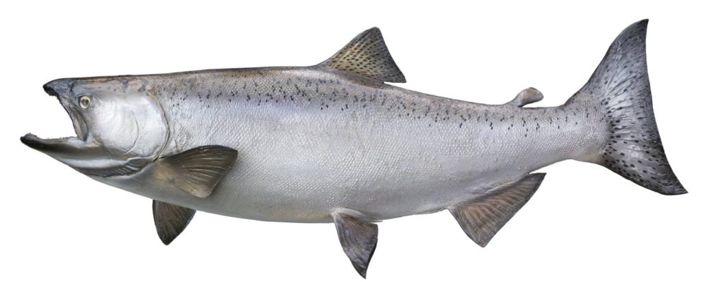 Kenai River Fish Counts Kenai River Fish Counts