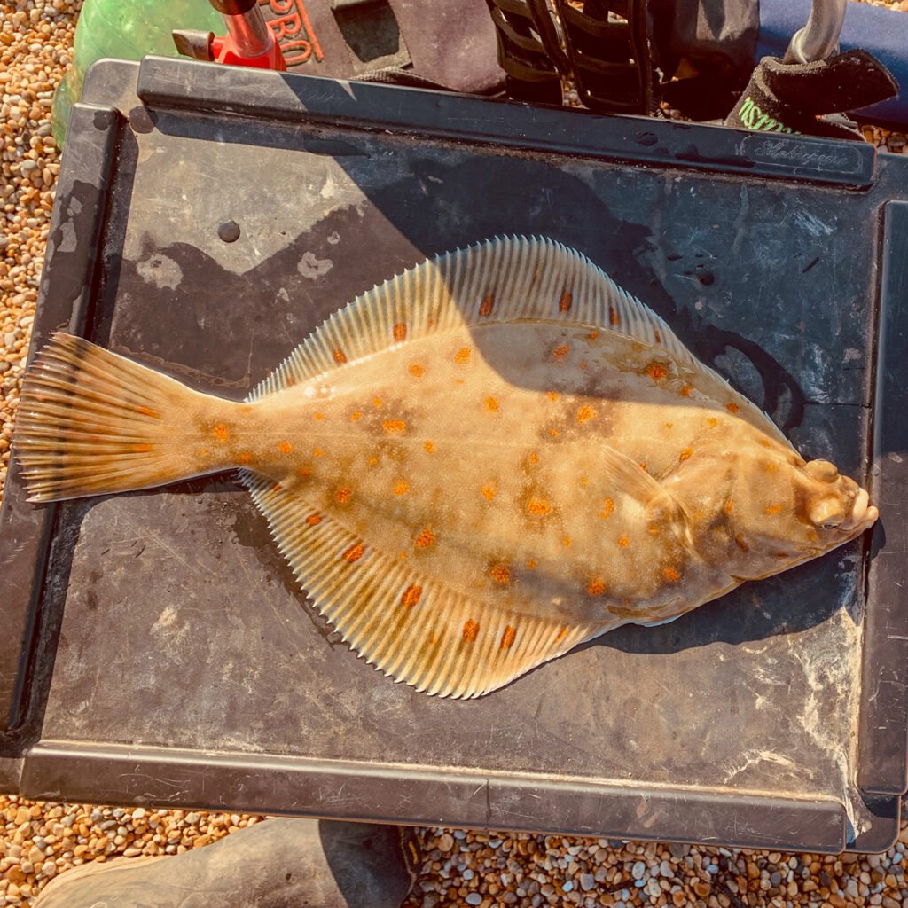 How To Catch Plaice From The Shore (UK Guide)