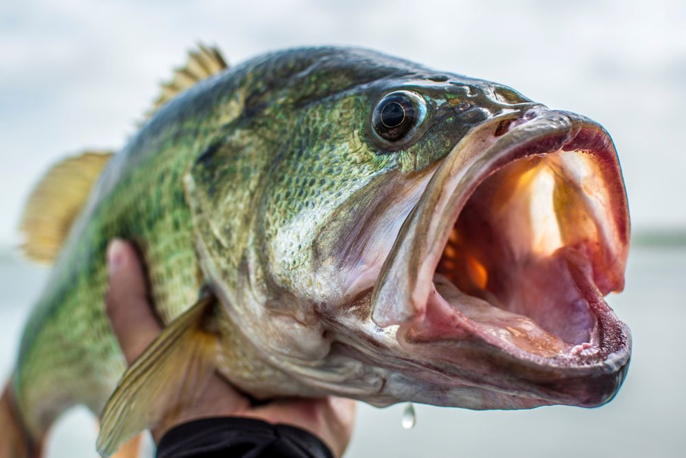 Fish Not Biting Increase Your Luck With These Tips