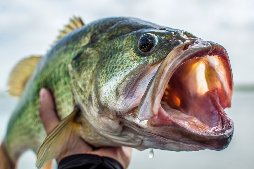 Fish Not Biting-Increase Your Luck With These Tips Fish Not Biting Increase Your Luck With These Tips
