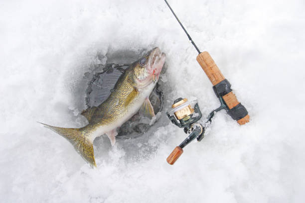 Best Trolling Rod For Walleye Buyer's Guide And Tips Best Trolling Rod For Walleye Buyer's Guide And Tips