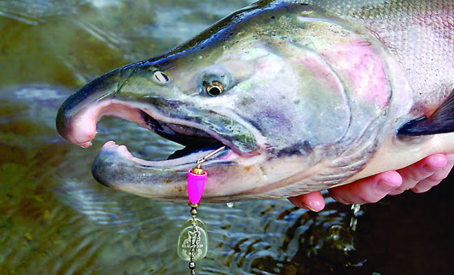 EASIEST WAY To Catch COHO Salmon Lure Fishing EASIEST WAY To Catch COHO Salmon Lure Fishing